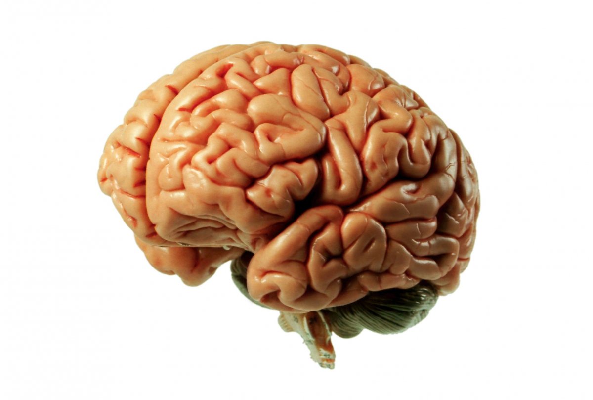 Brain фото. Изображение мозга человека.