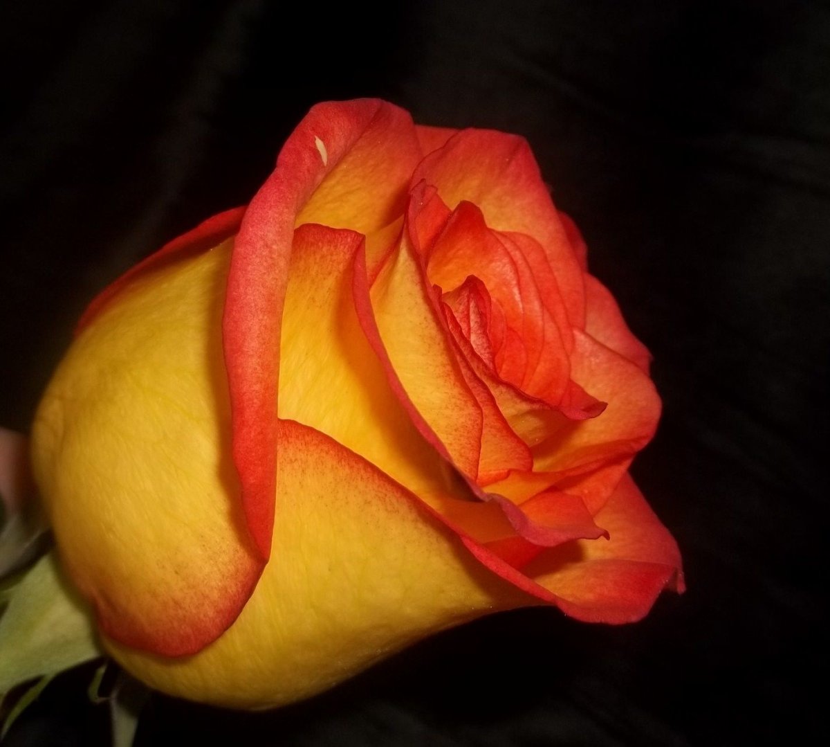 Желтые розы с красной каймой