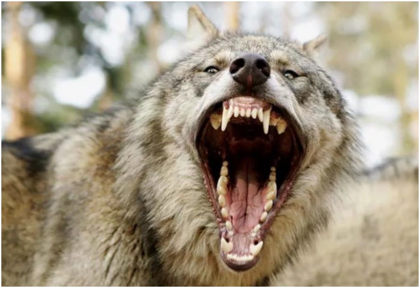 Волки с клыками 