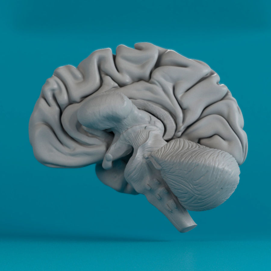Мозг купить спб. Макет головного мозга. Муляж головного мозга. Пластиковая модель мозга. Муляж головного мозга человека.