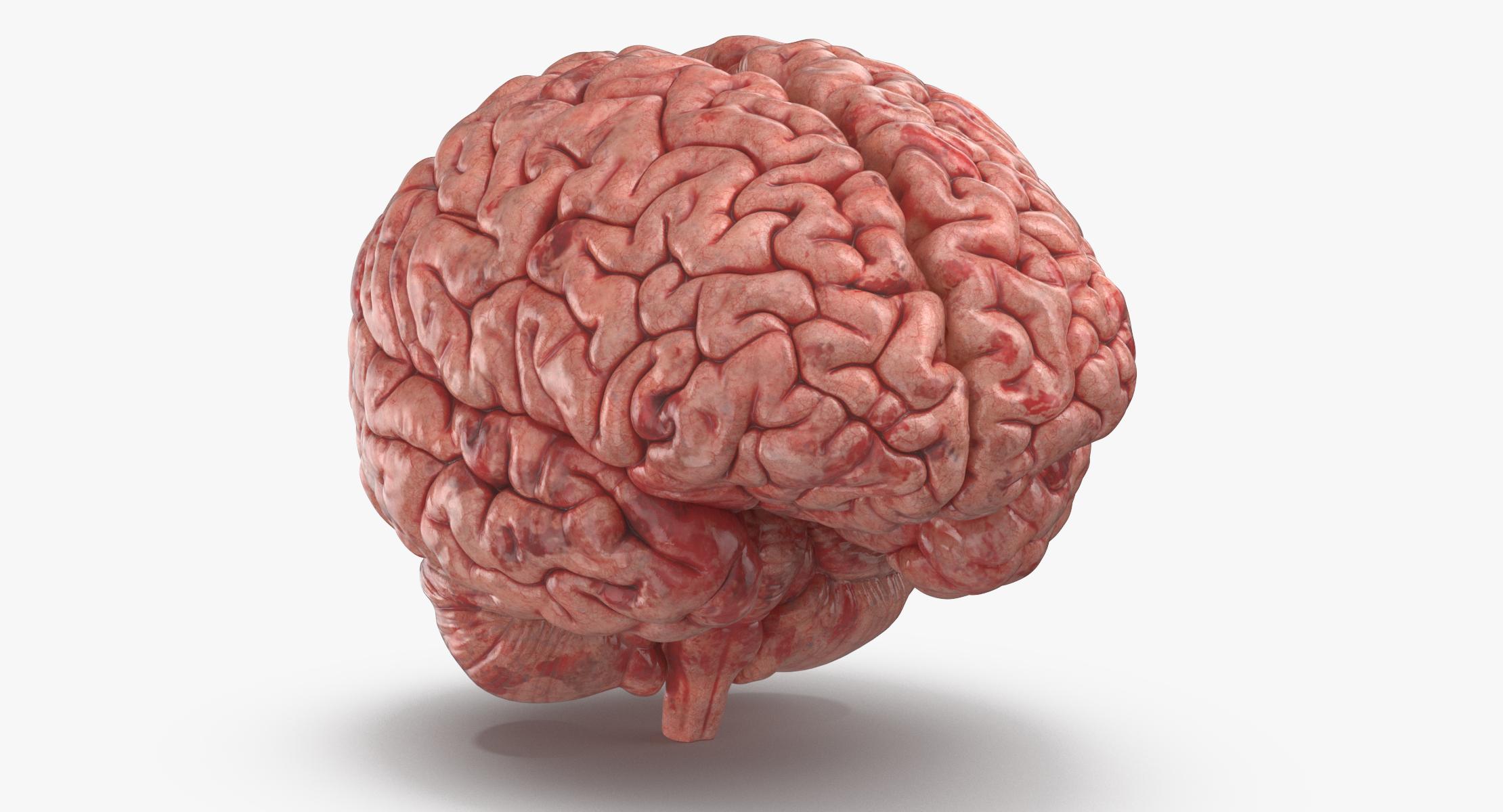 Картинка про мозг