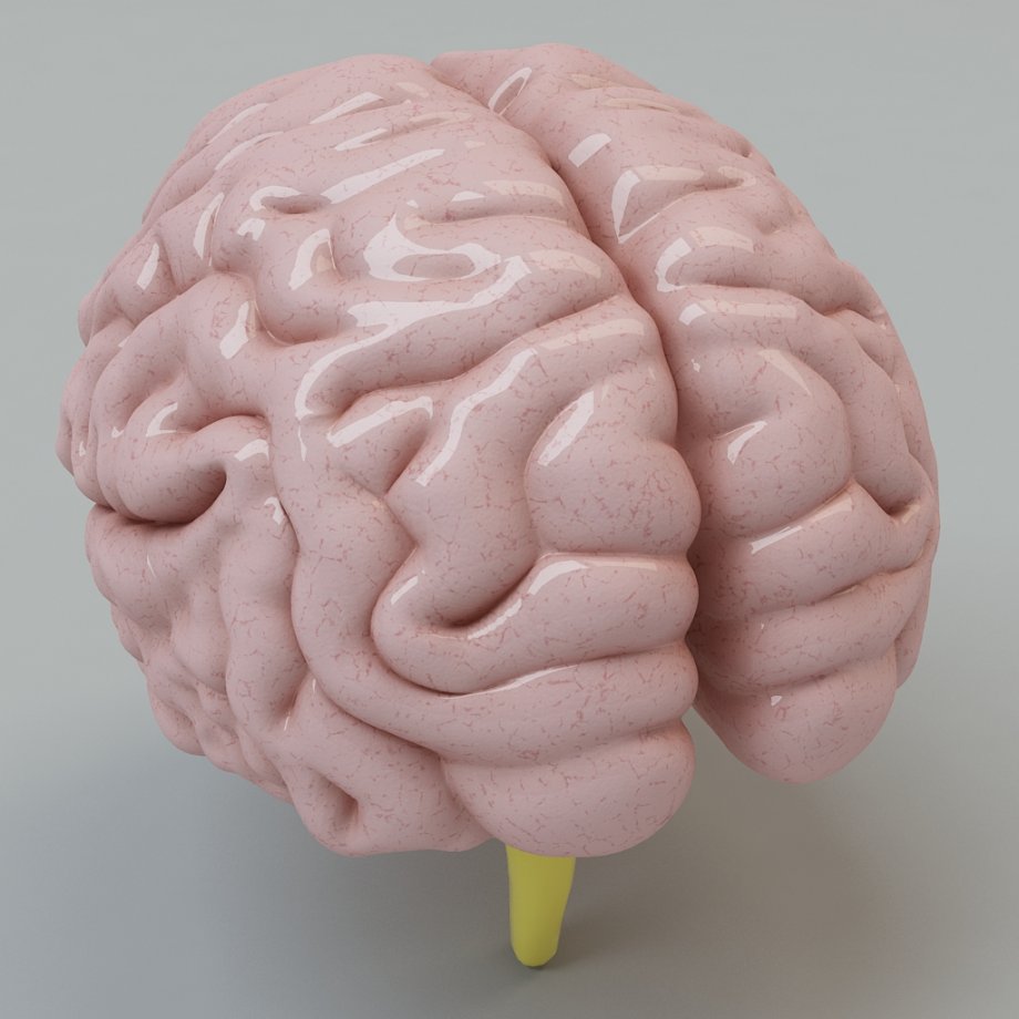 Мозг купить спб. Муляж мозга. Модель головного мозга. Макет головного мозга.