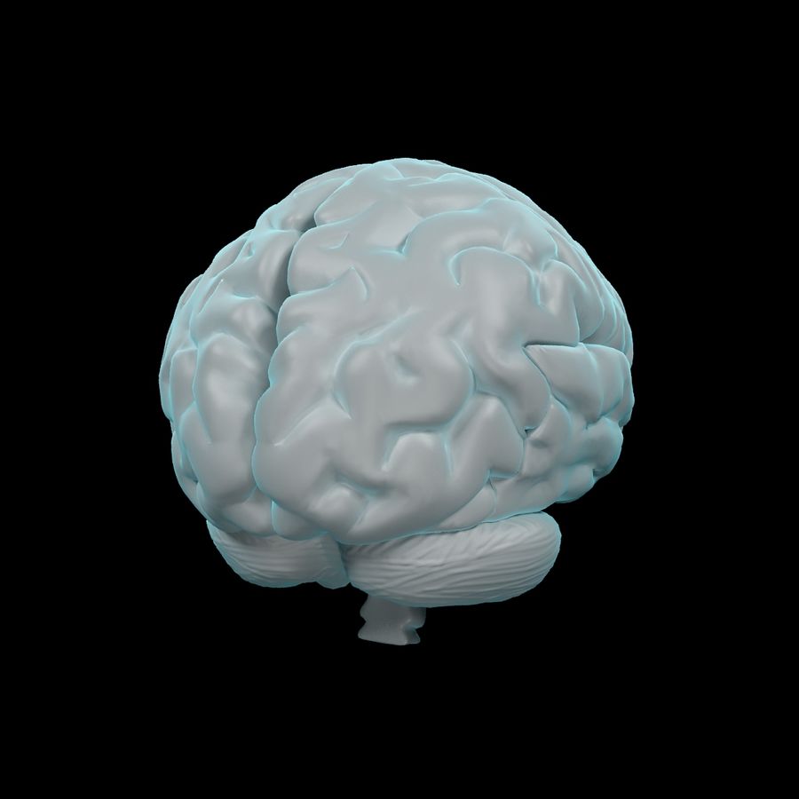 Человеческий мозг в 3д модели