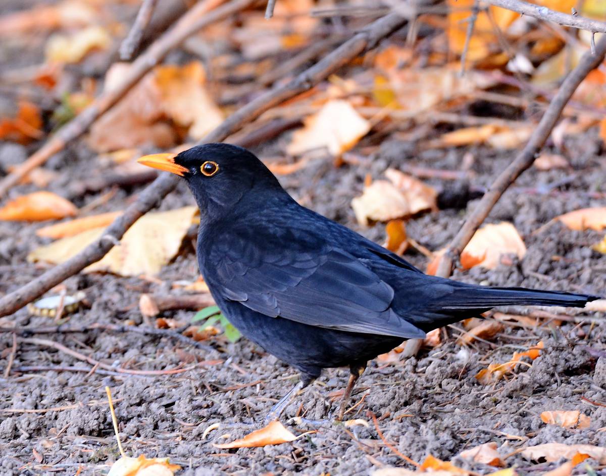 29. Blackbird птица черный Дрозд. 