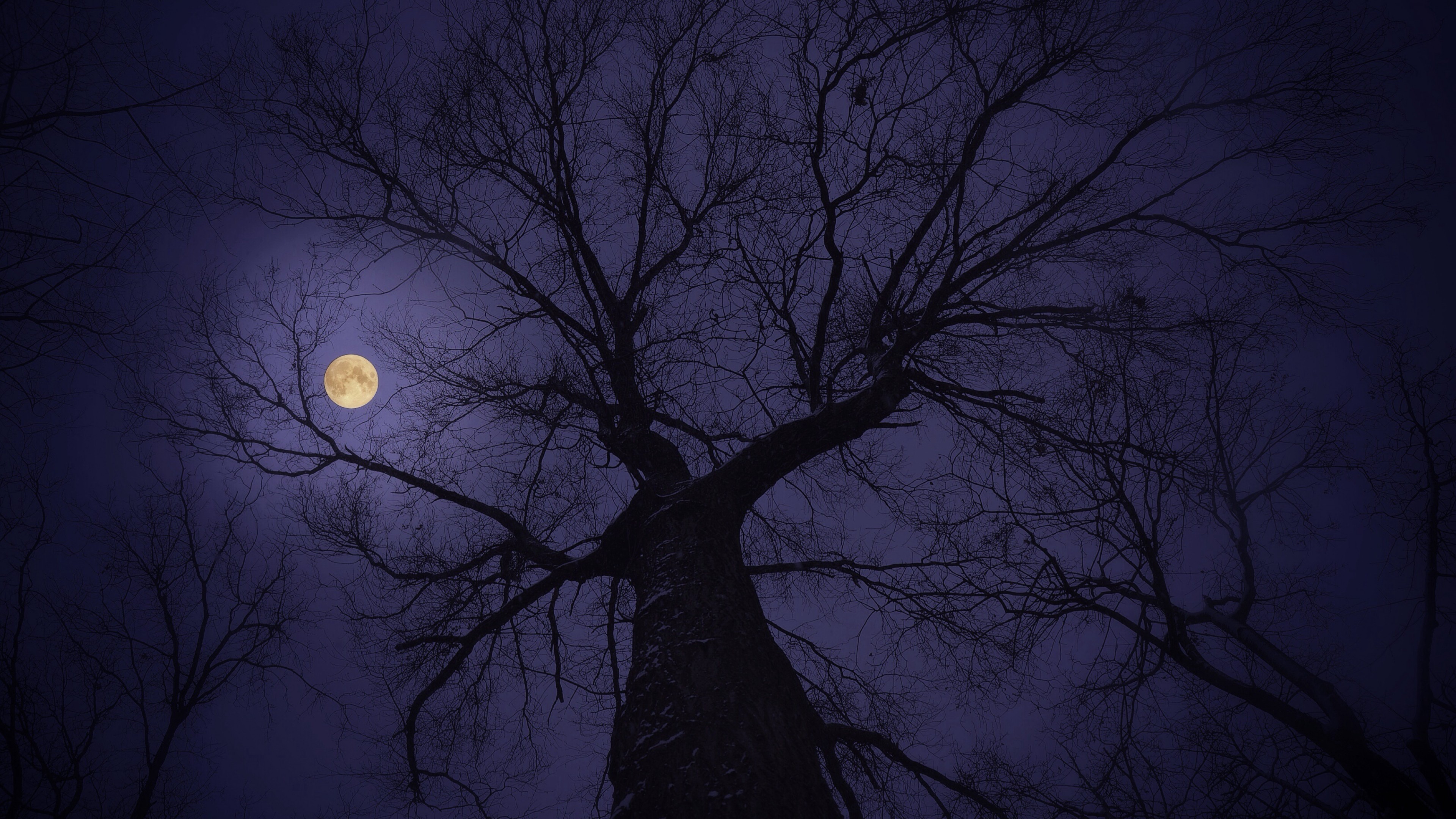 Луна сквозь деревья. Лунная ночь. Дерева в темноте. Ночное дерево. «Ночь в лесу».