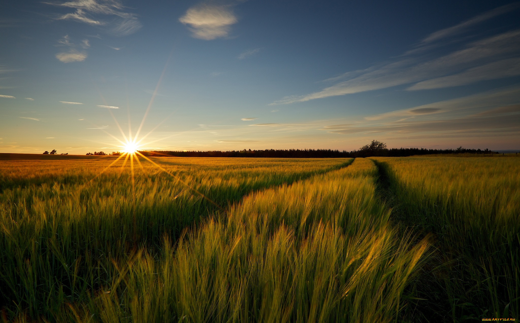 Пшеничное солнце. Рассвет в поле. Закат в поле. Поле пшеницы. Рассвет солнца.