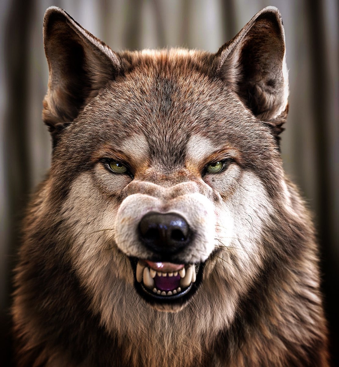 Волки с клыками