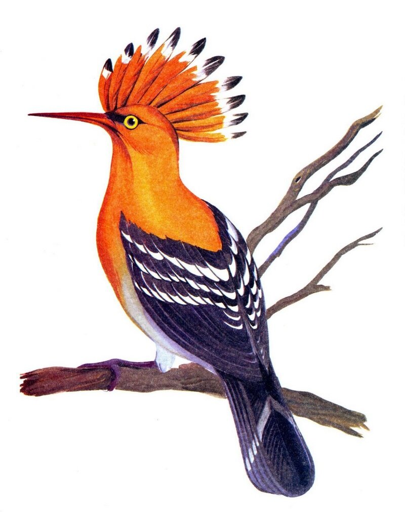 Изображение птиц для детей