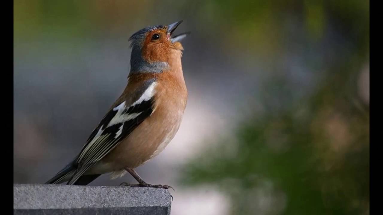 Певчие птицы волгоградской области фото с названиями