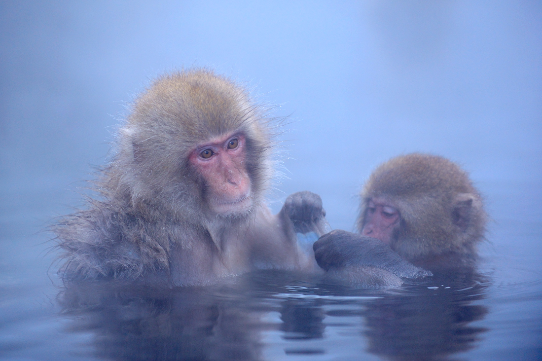 Шимпанзе плавает. Обезьянка в воде. Обезьяна плавает. Японские макаки. Водяные обезьянки.