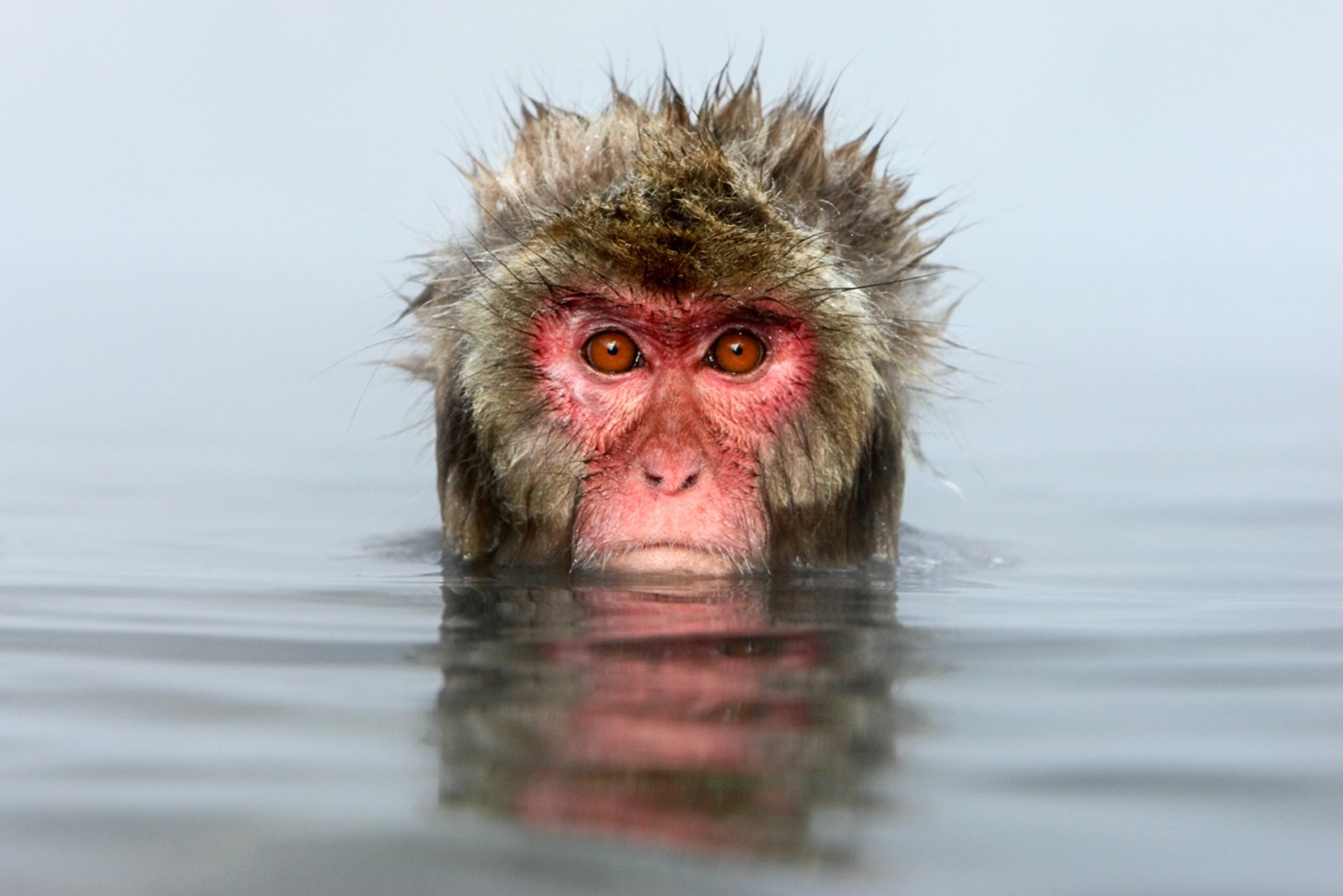 Обезьяна купается в теплой воде. Японские макаки купаются в теплых источниках. Японский макак в воде. Японские обезьяны. Обезьяна в воде.