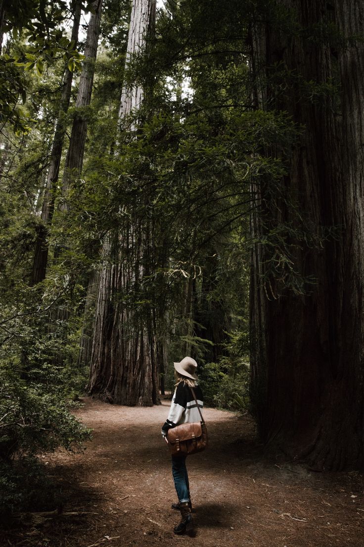 Эльфийский лес в калифорнии