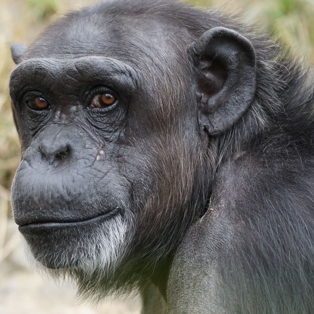 Обезьяна сталь. Обыкновенный шимпанзе (Pan Troglodytes). Черномордый шимпанзе. Шимпанзе человекообразные обезьяны. Бонобо обезьяна.
