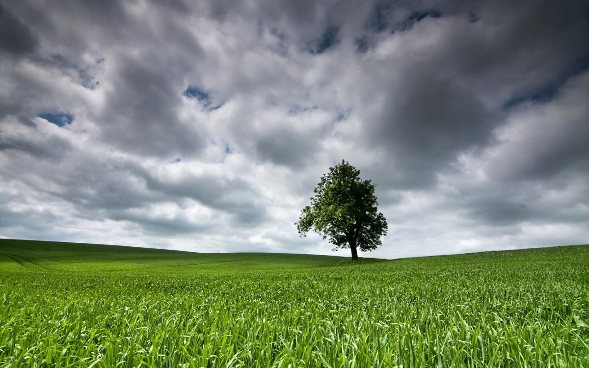 Одинокое дерево на поле