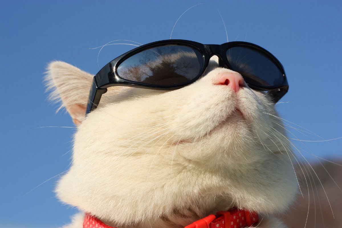 戴眼镜的猫高清壁纸图片