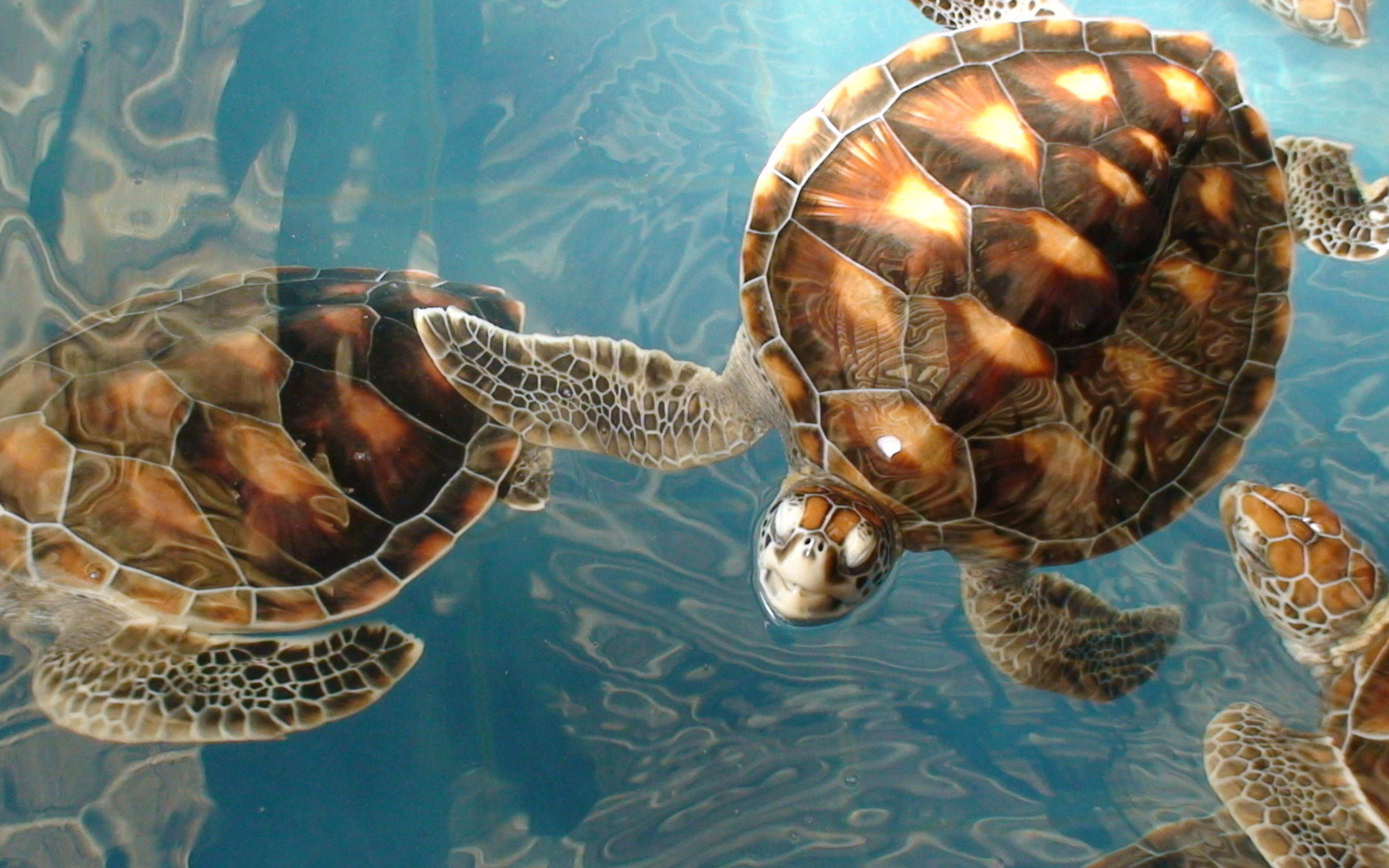 Вперед в черепахе. Морская черепаха и Черепашата. Панцирь морской черепахи. Морская черепаха бисса панцирь. Подводный мир черепахи.