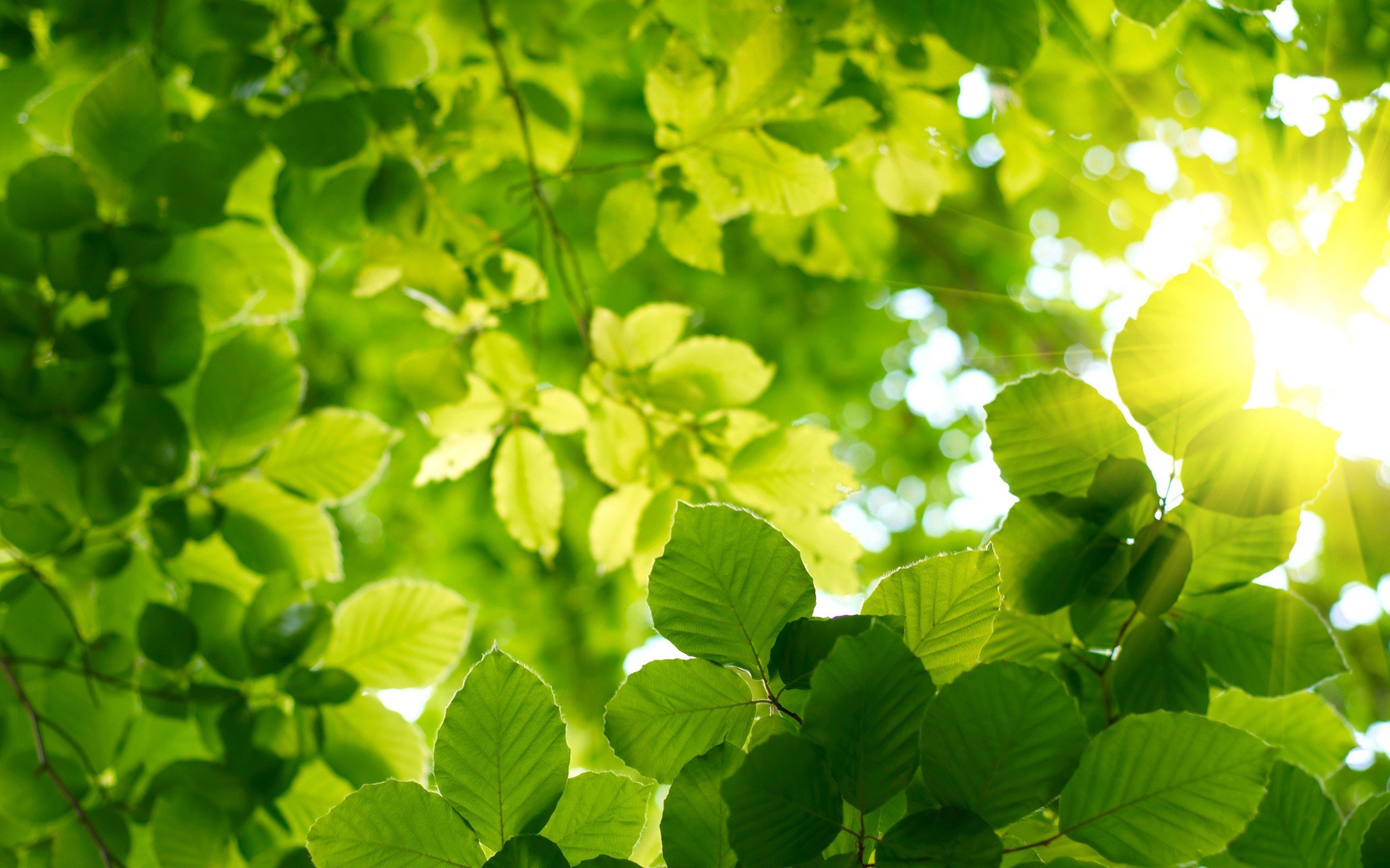 Зеленые листья фон - красивые фото