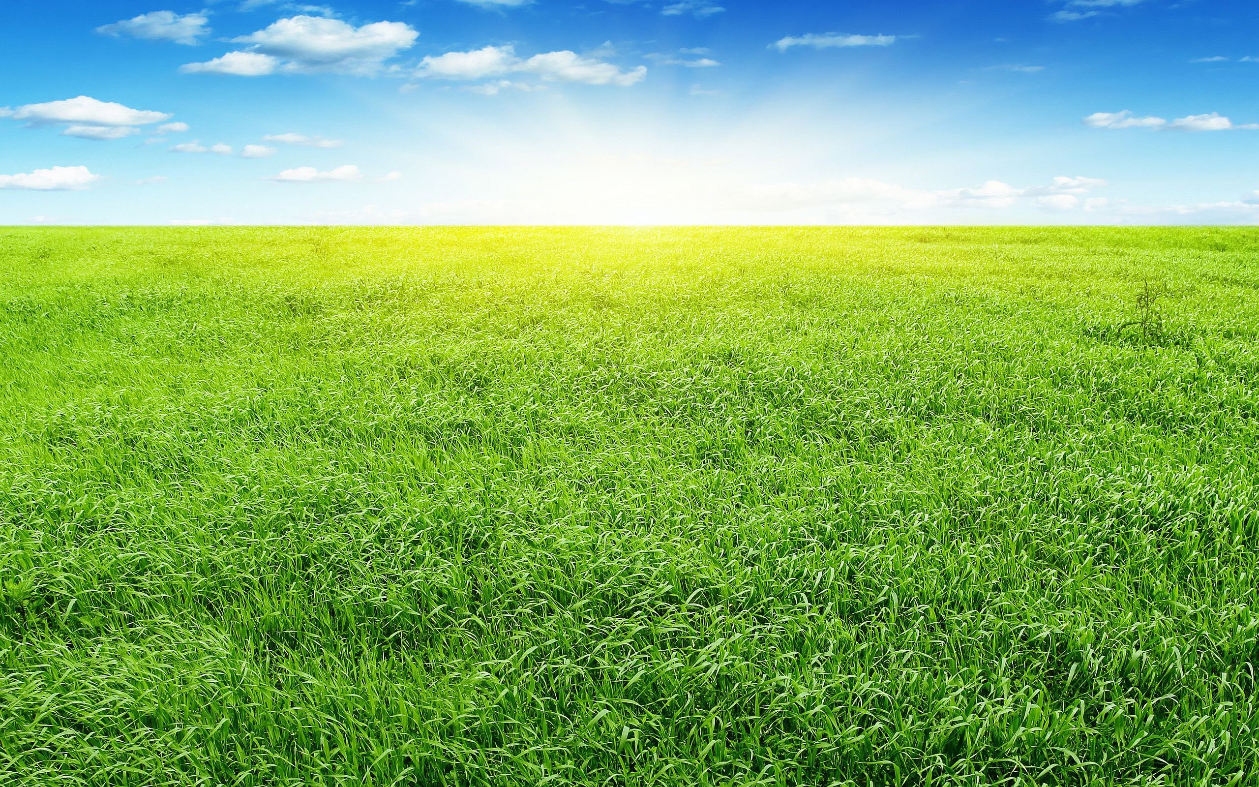 Фон трава и небо - красивые фото