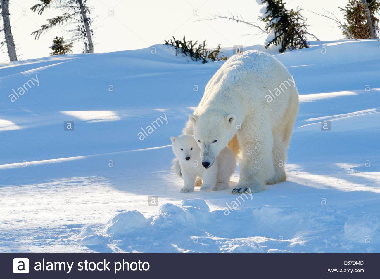 Поздравления с днем белым медведем. Белый медведь. Белый мишка. Пейзаж с белыми медведями. Белый медведь в природе.