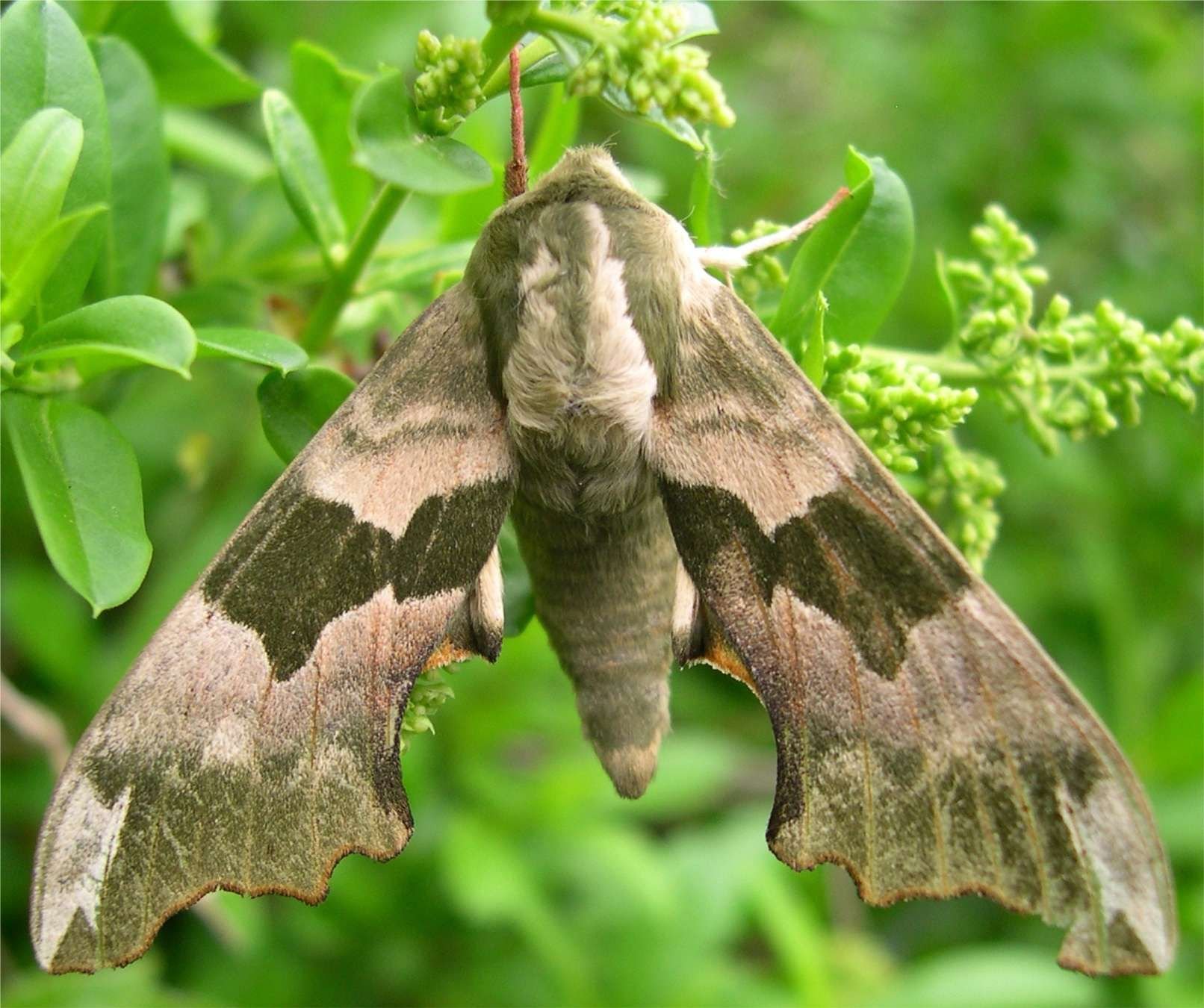 Мотылки. Моль Богонга. Мотылек Богонга. Ночные бабочки (Bogong Moth). Тутовый шелкопряд бабочка.