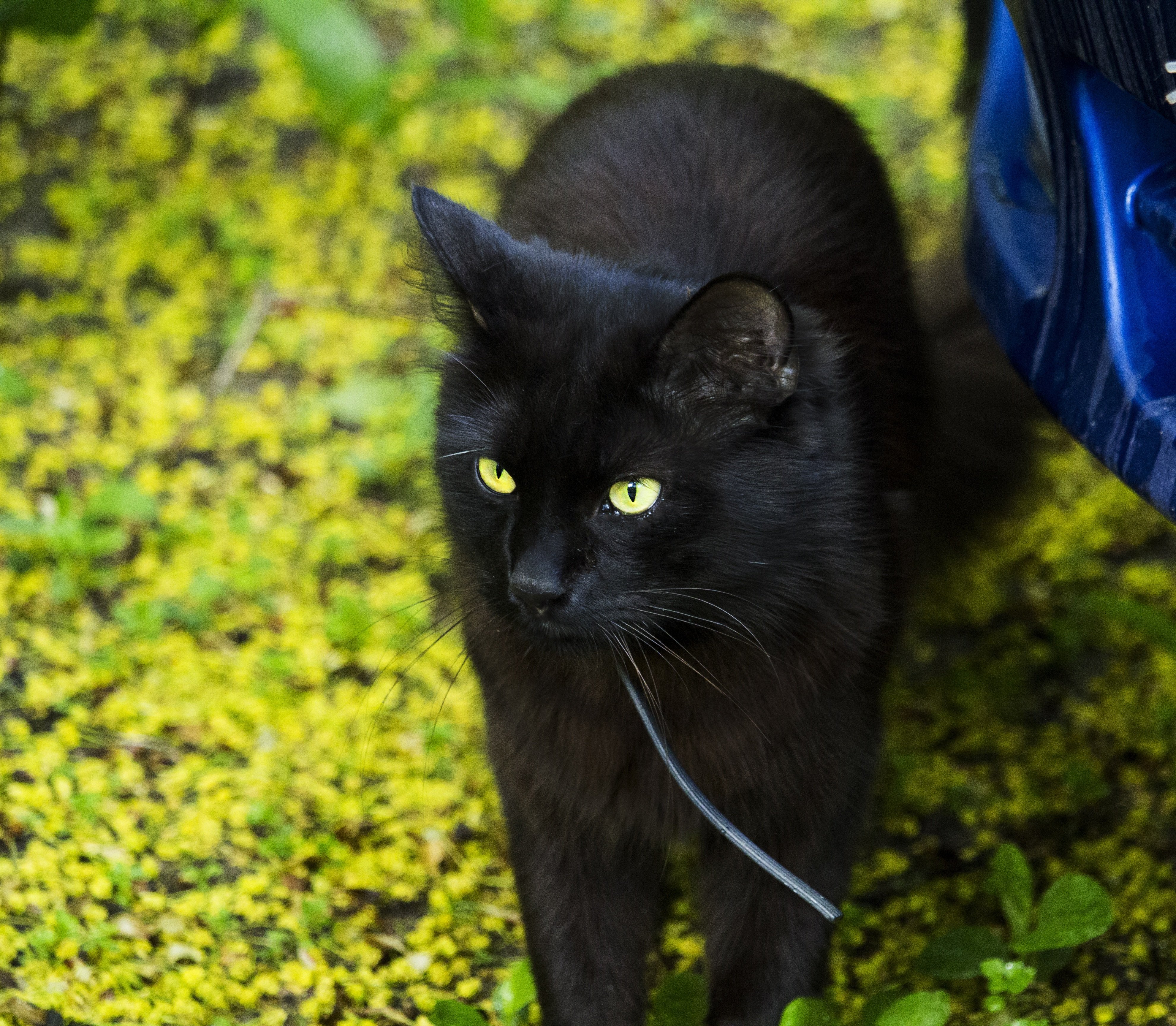 Черная кошка россия. Бомбейская кошка длинношерстная. Черная кошка Жеглов. Чёрный кот. Черные коты.