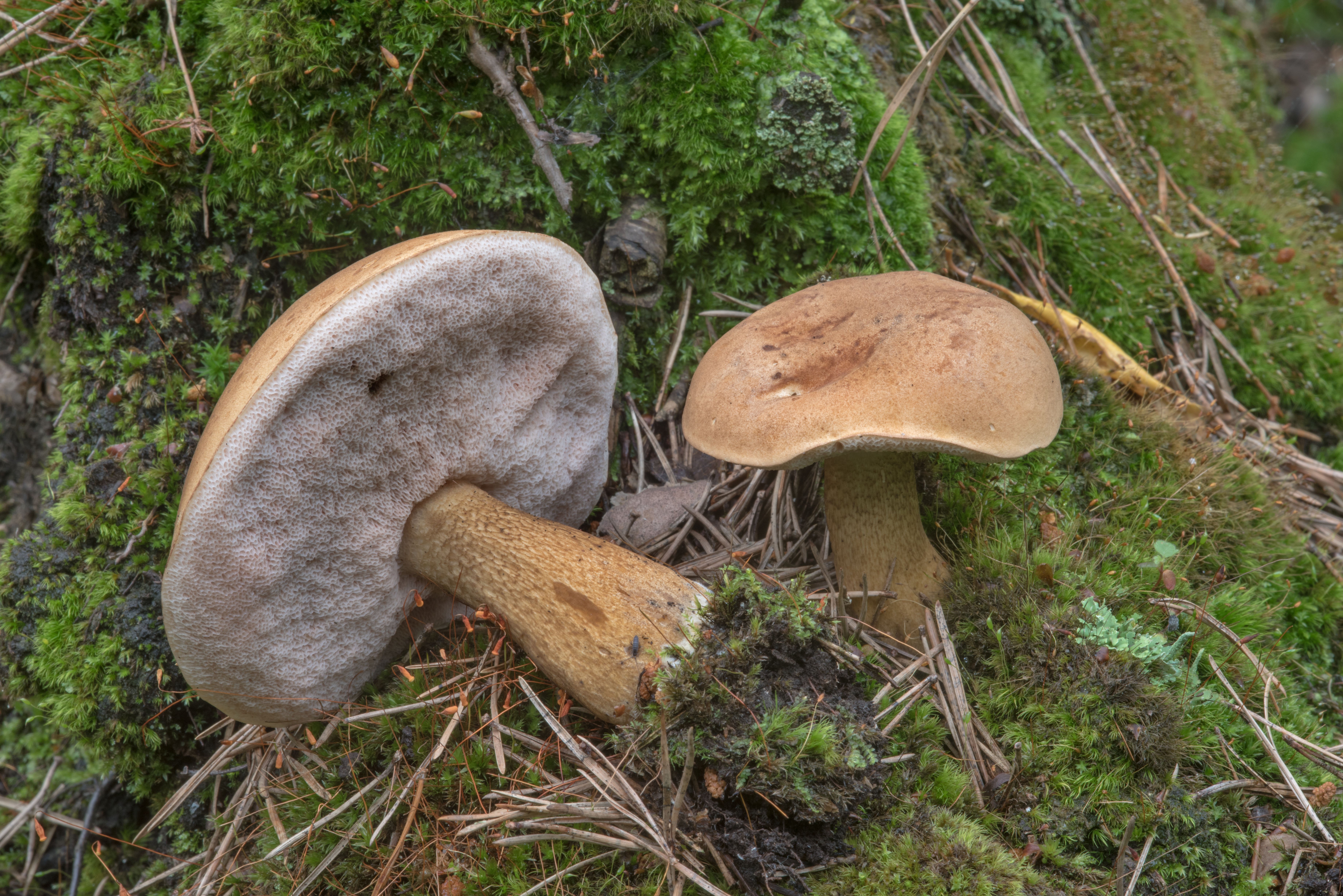 Есть гриб желчный. Желчный гриб горчак. Tylopilus felleus – желчный гриб. Горчак, ложный белый гриб. Ложный Боровик, желчный гриб.