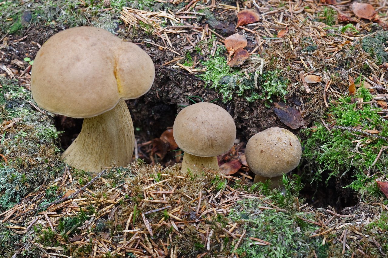 Есть гриб желчный. Горчак, ложный белый гриб. Желчный гриб ложный белый. Tylopilus felleus. Белый гриб и горчак.