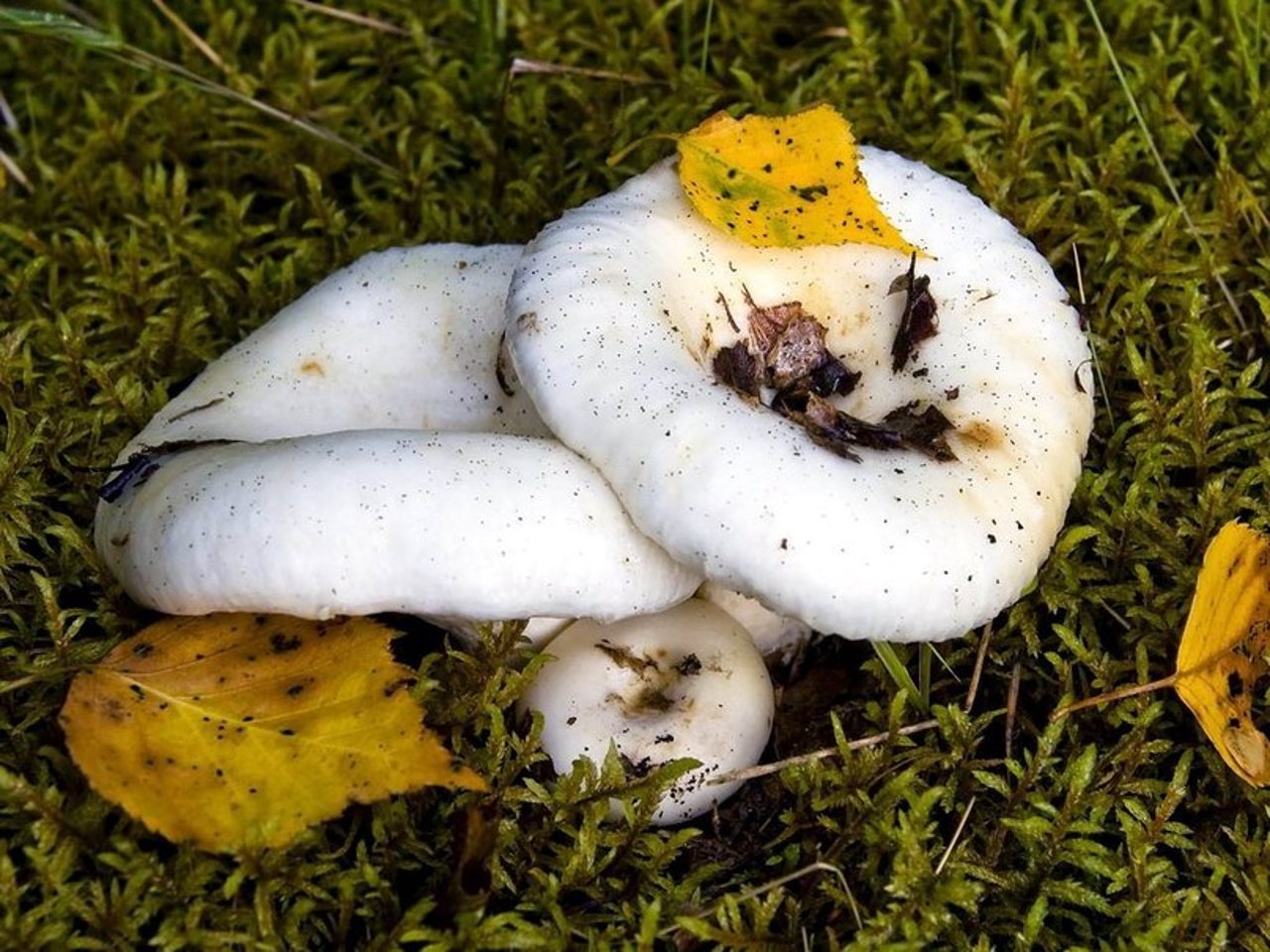 грузди грибы фото съедобные