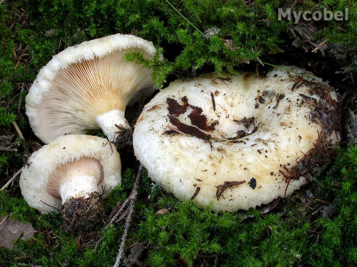 Есть гриб груздь. Груздь водянистозоновый (Lactarius aquizonatus). Белый груздь. Грузди подтопольники. Гриб подгруздок белый ложный.