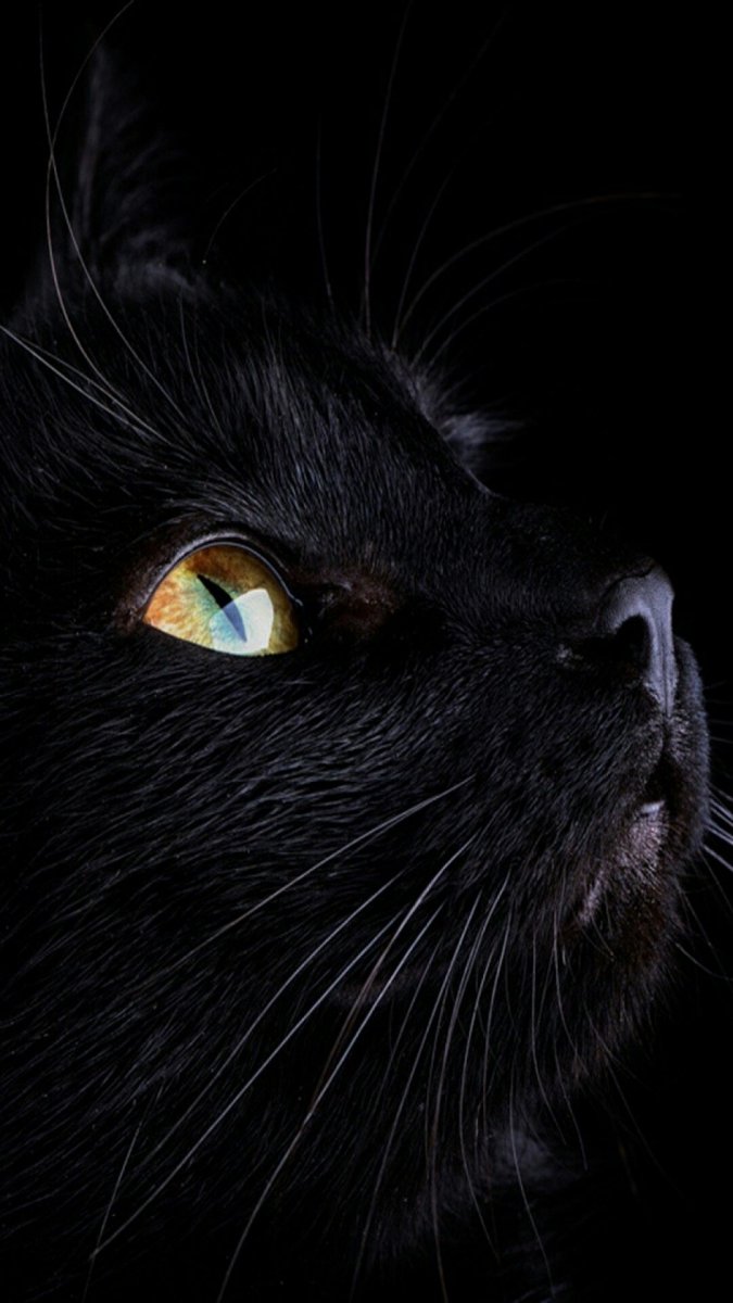 Красивые Фото Черных Кошек