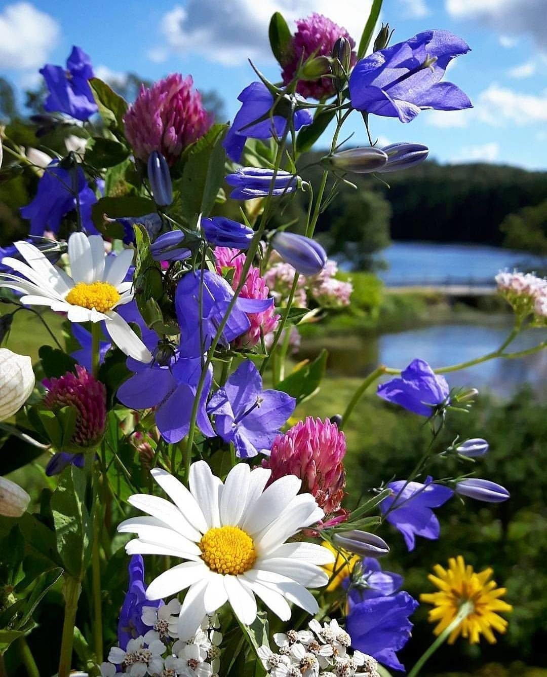 Полевые цветы - красивые картинки (100 фото)