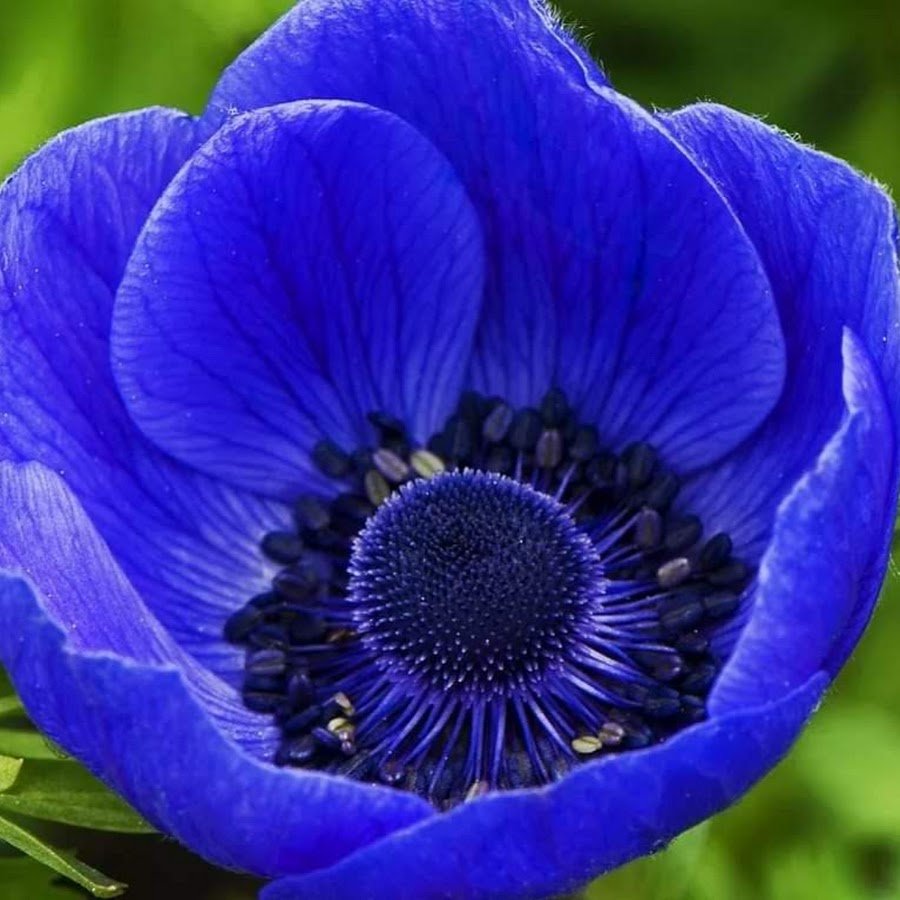 Синие цветы - 63 фото