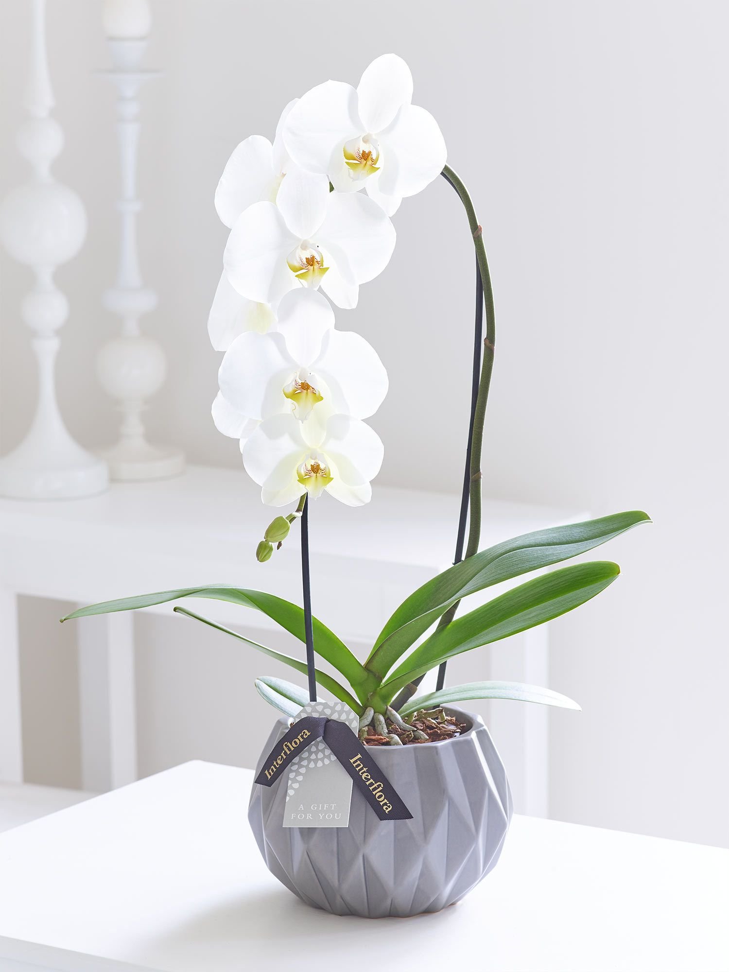 Купить орхидею в горшке авито. Орхидея фаленопсис белая. Орхидея фаленопсис в горшке. Орхидея фаленопсис Каскад белая. Орхидея Scenza.