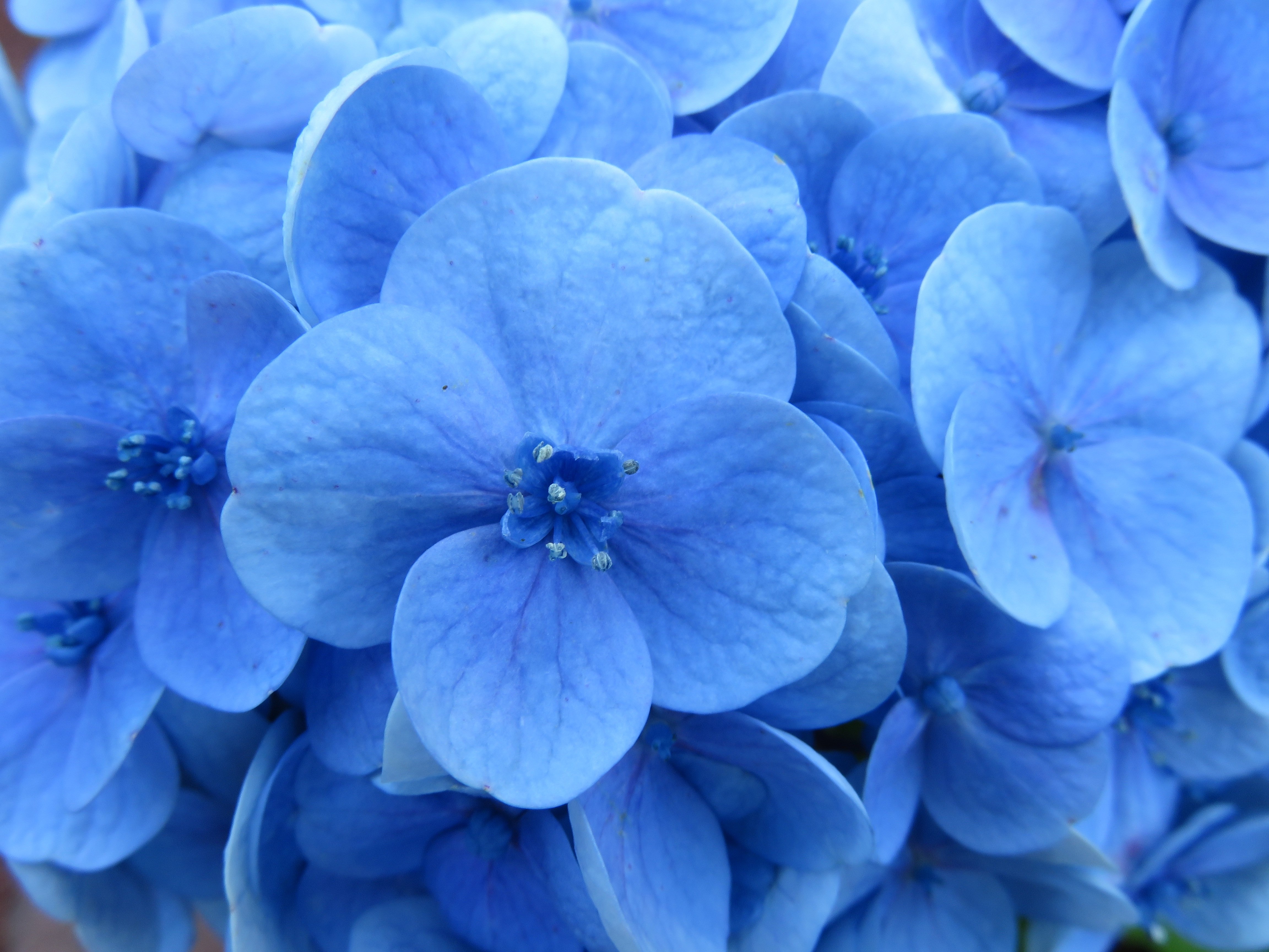 Голубая синь. Гортензия синяя. Цветы голубые гортензия. Тычинка гортензии. Синие цветы гортензия.