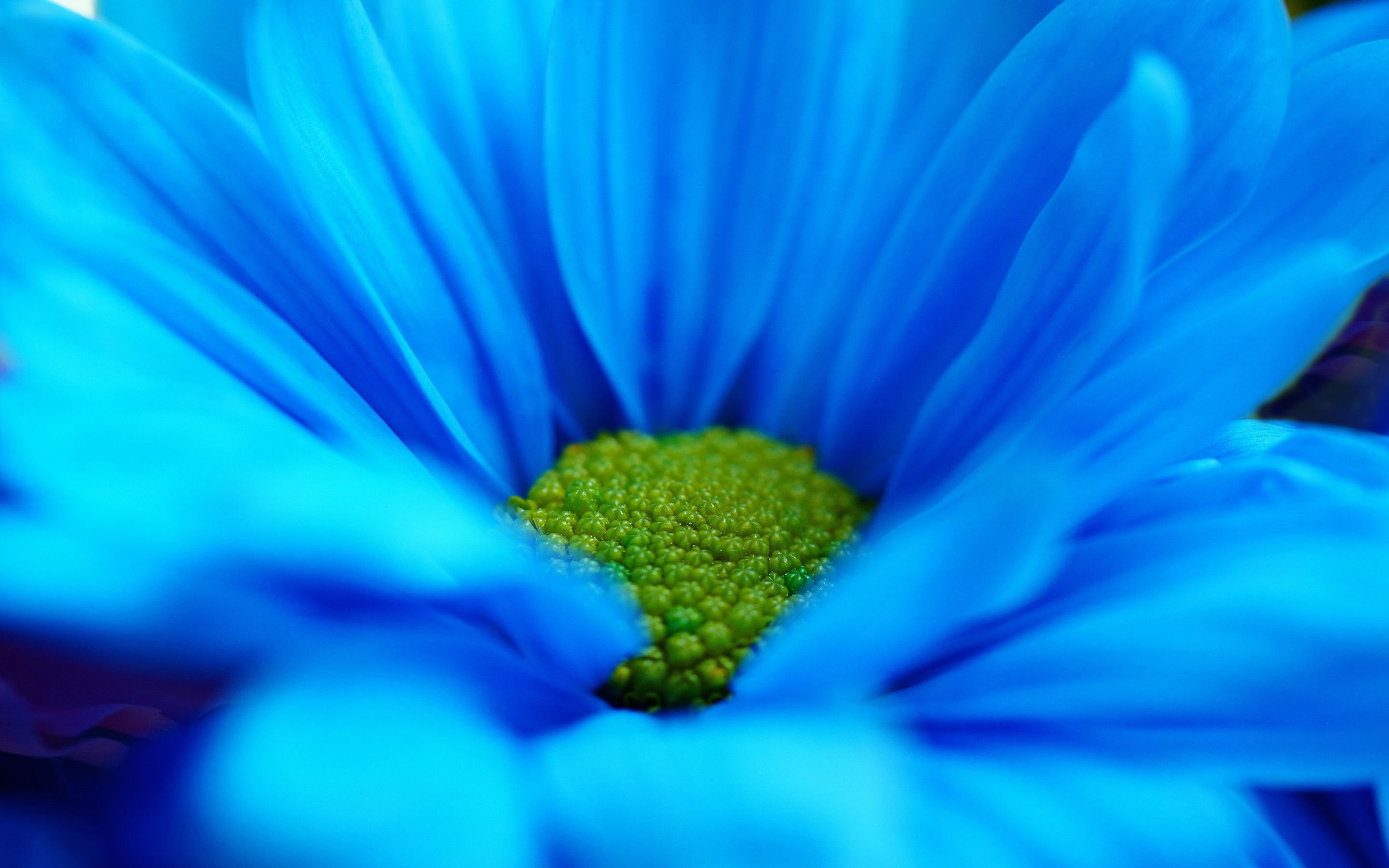 Голубой цвет фото. Ярко-голубой цвет. Голубые цветы. Яркий голубой цвет. Ярко синие цветы.