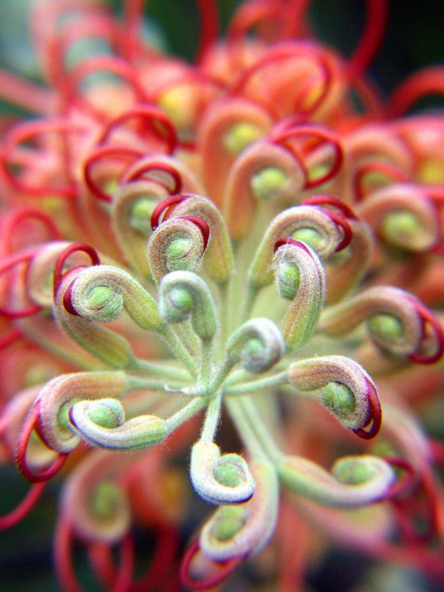 Необычные цветы спираль