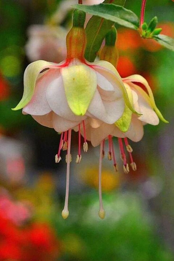 Фуксия Fiorelli Flowers