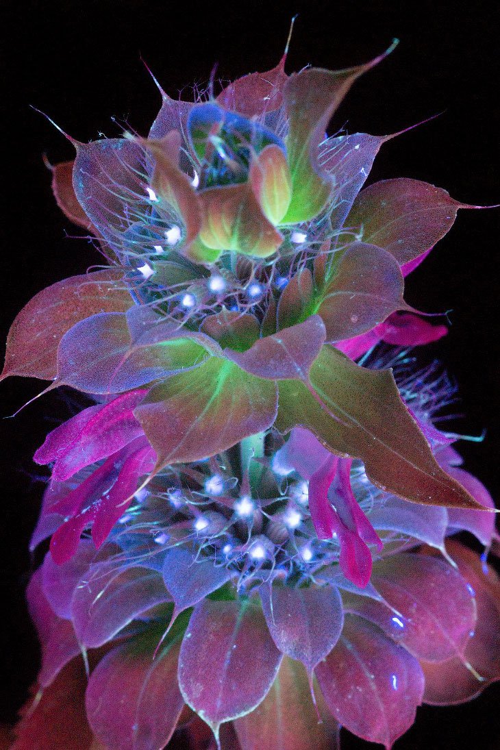 Берроуз цветы ультрафиолет