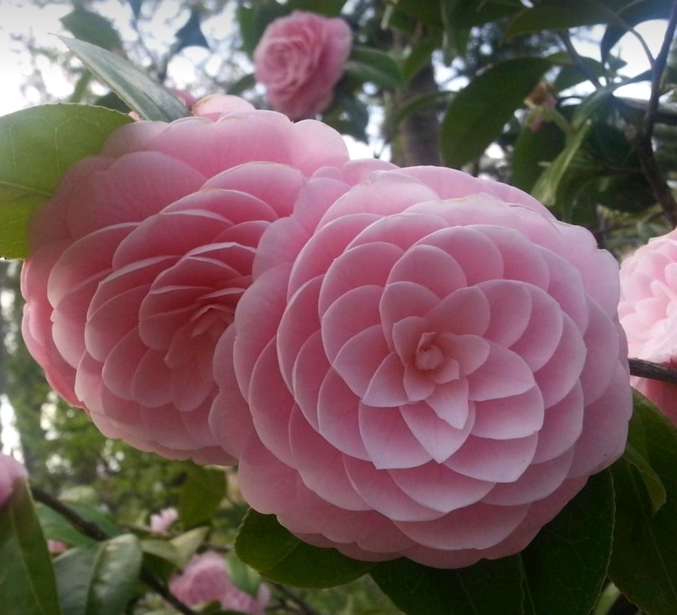 Камелия японская бело-розовая