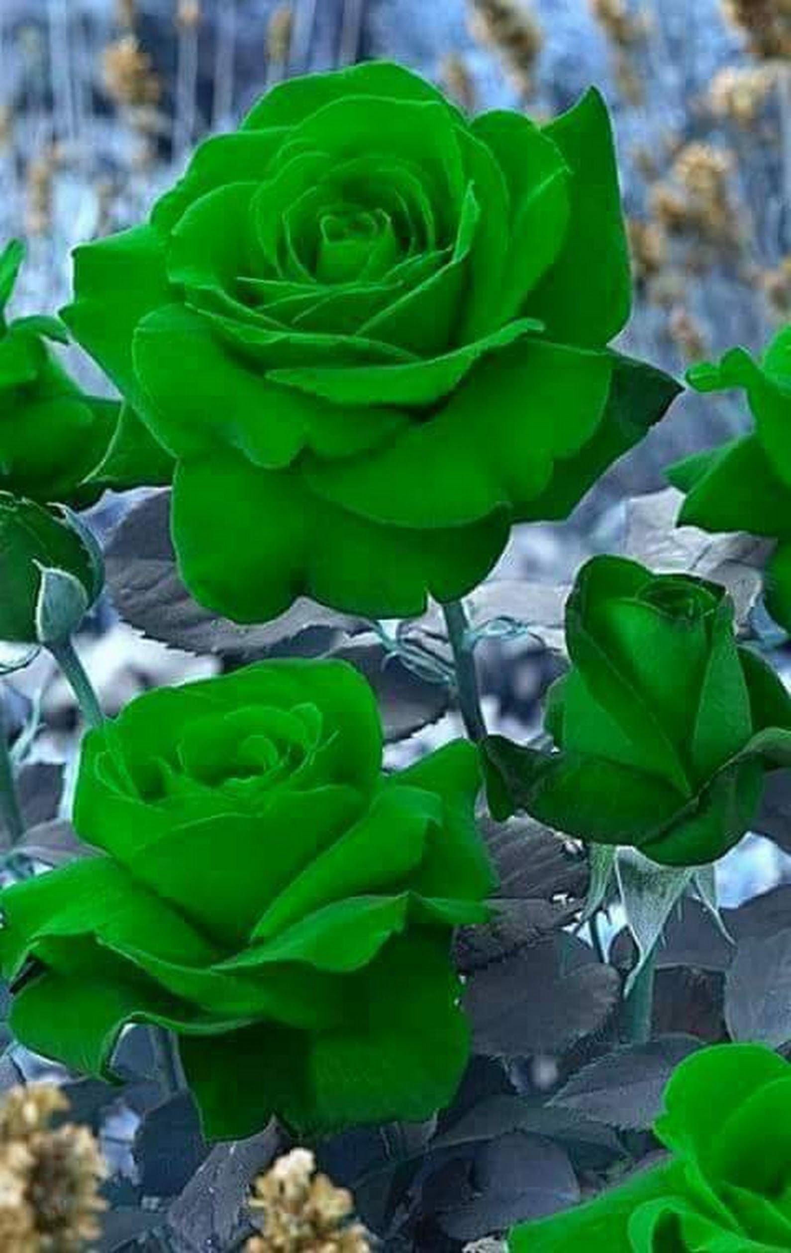 Зеленые Красивые Цветы Фото