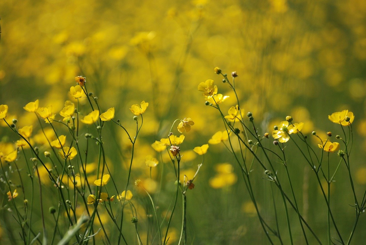 Мелкие желтые полевые цветы (58 фото)