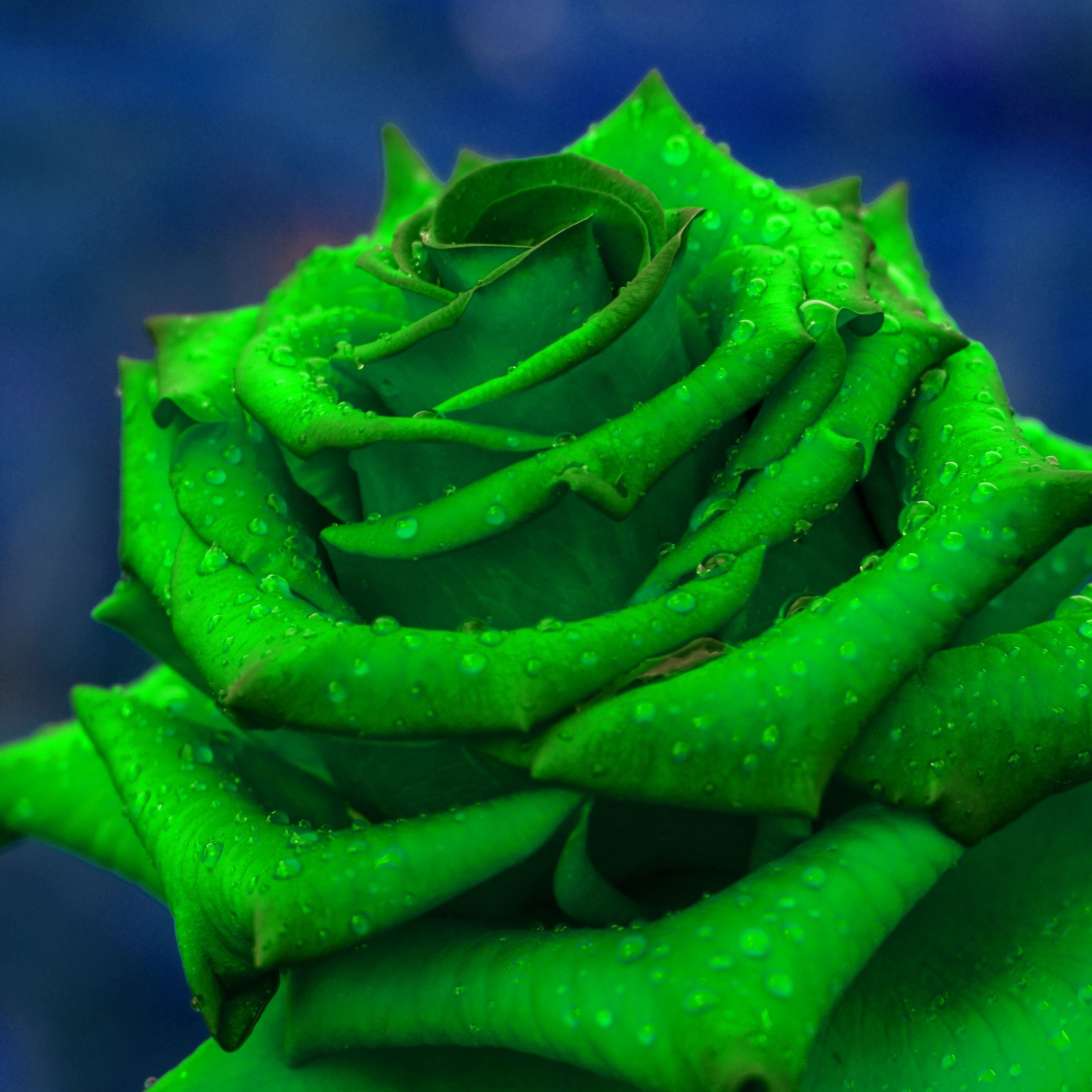 Зеленые Розы Фото