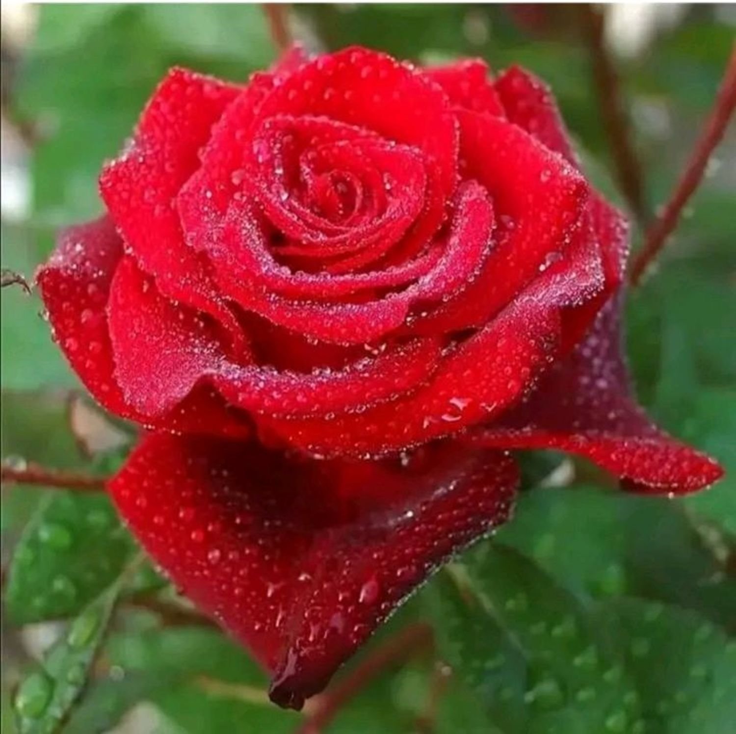 Самые прекрасные розы в мире