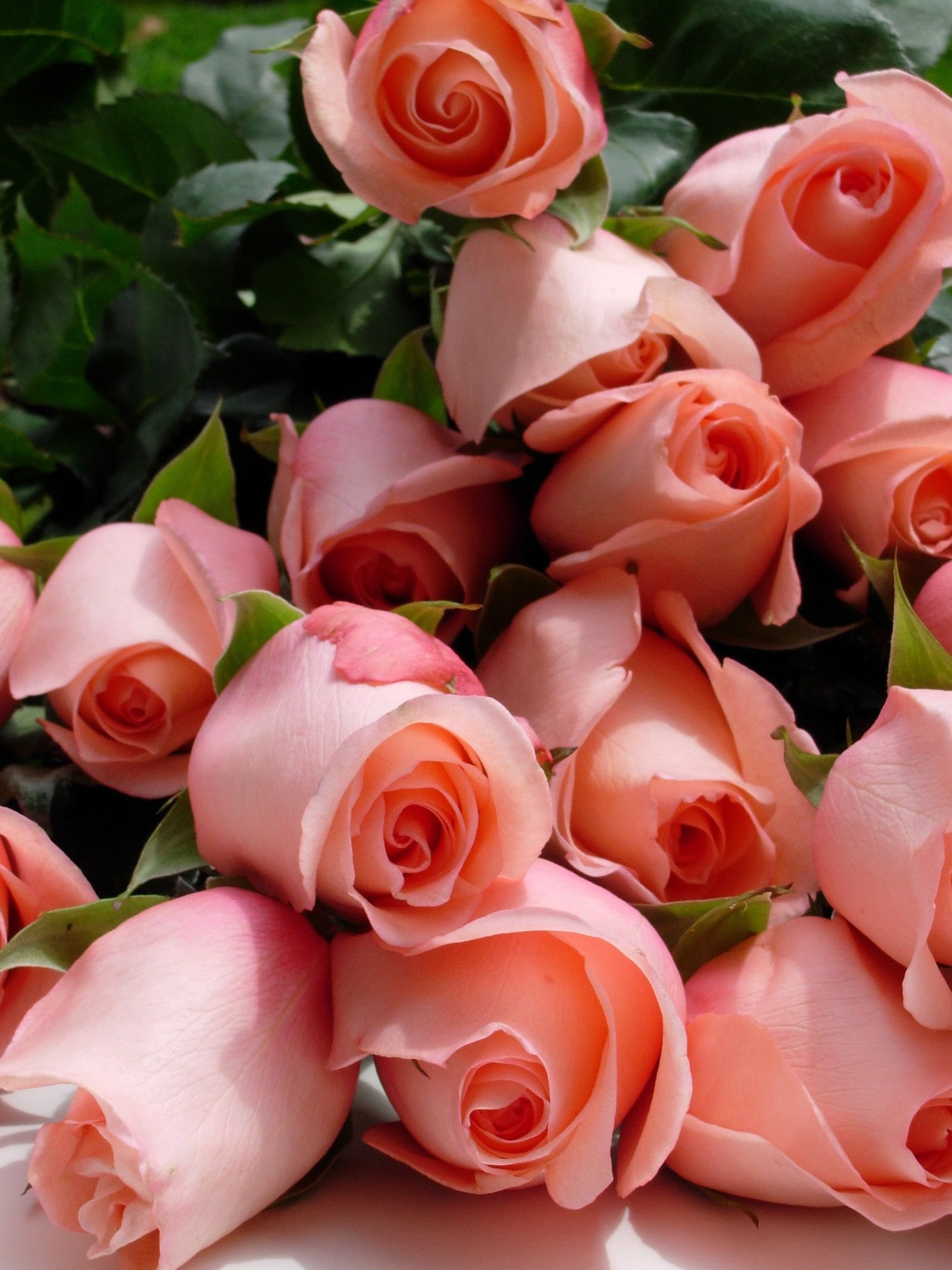 Замечательные розы. Букет шикарный. Красивый букет роз. Шикарные цветы. Шикарный букет роз.