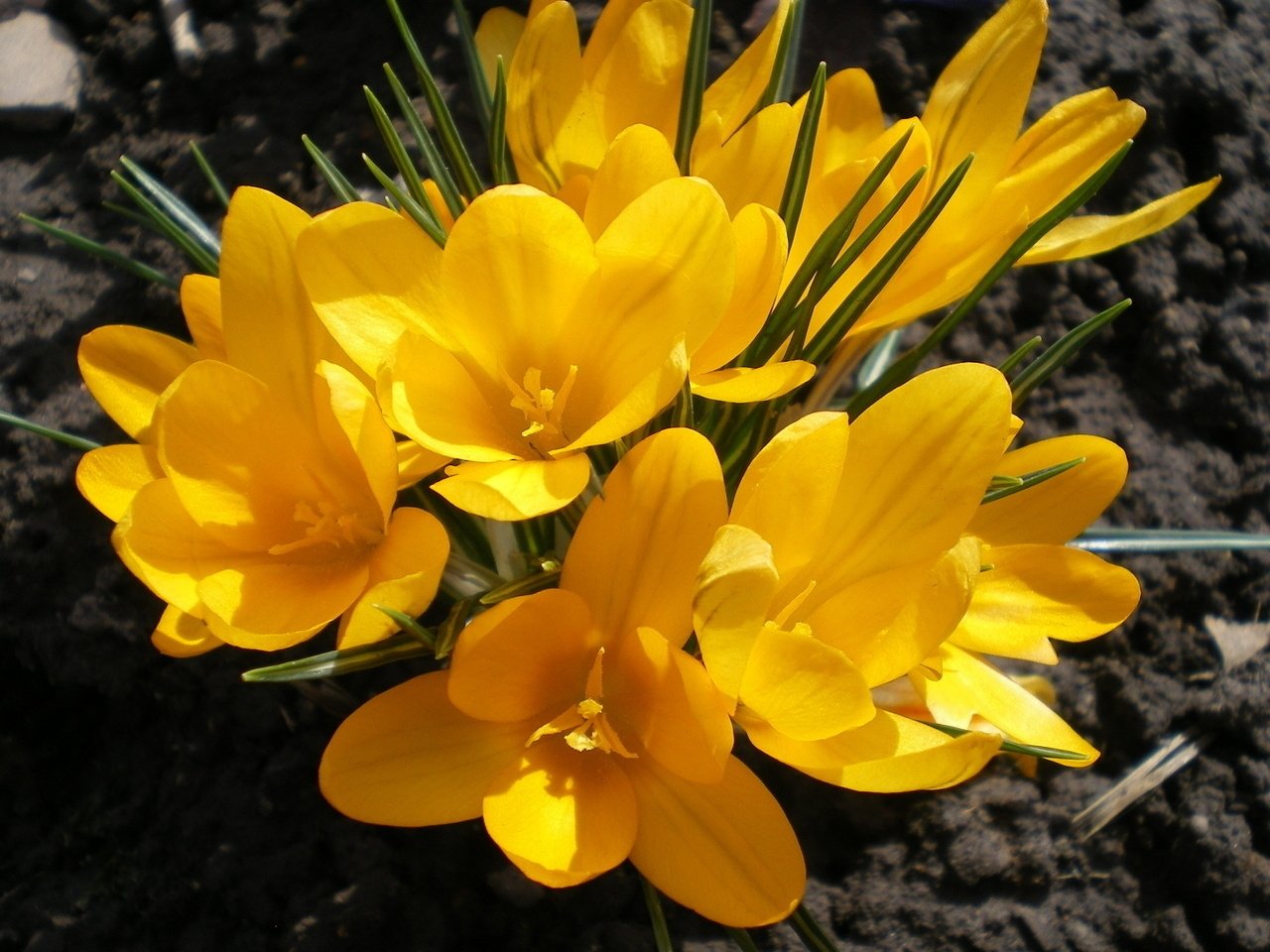 Весенние цветы желтого цвета название