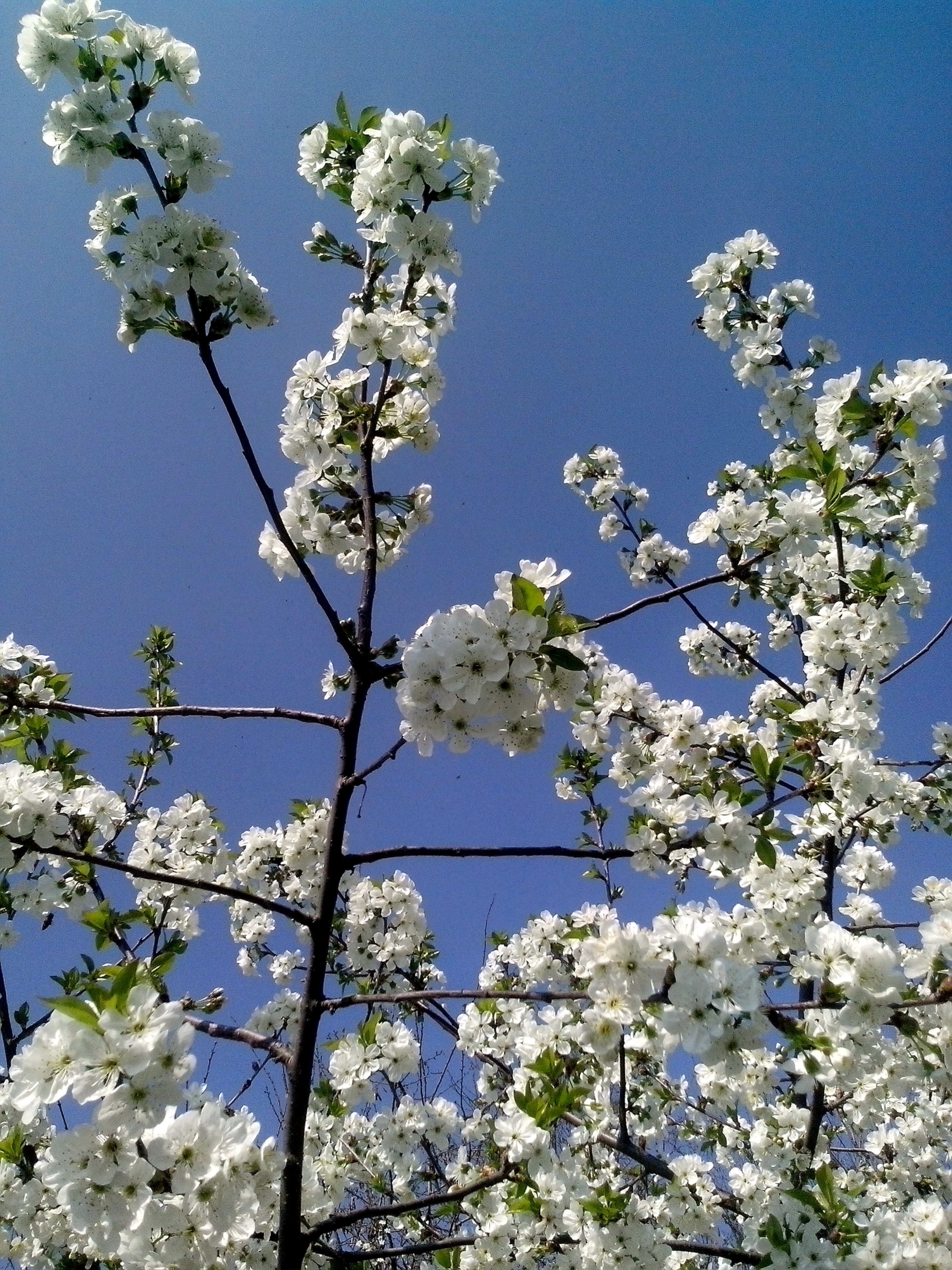 Цветущие деревья в москве весной фото с названиями