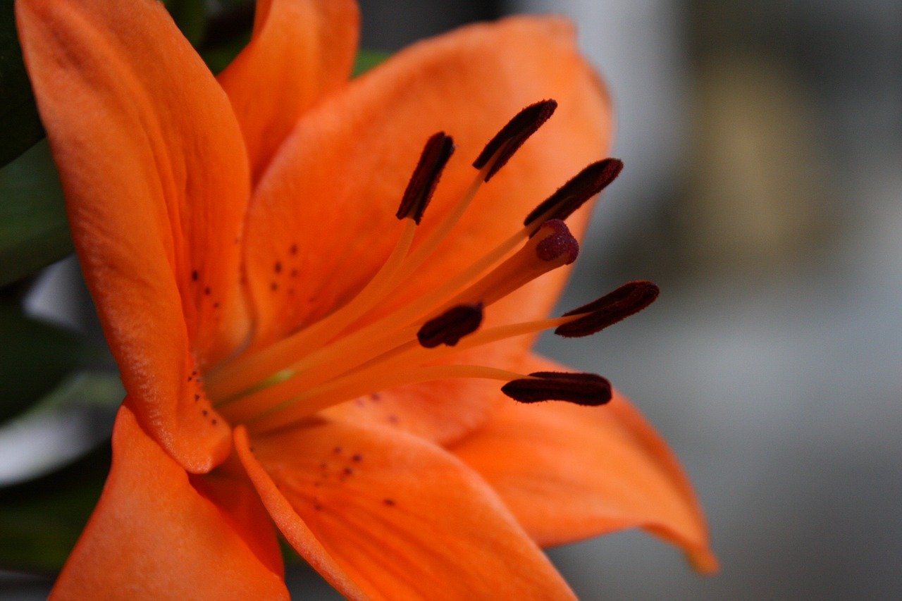 Лилия цветы оранжевые. Оранжевая Лилия пинакл. Лилия оранжевая с темной серединкой. Лилия оранжевая мохровая. Оранжевая Лилия с желтой серединкой.