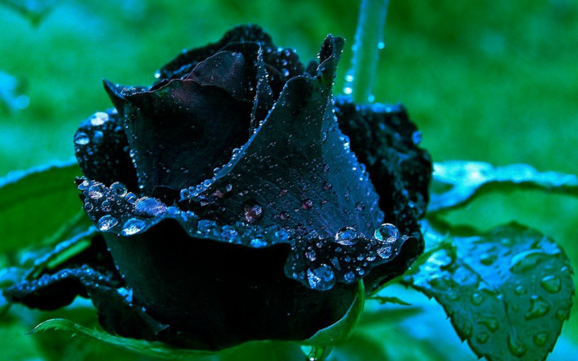 фотографии черной розы