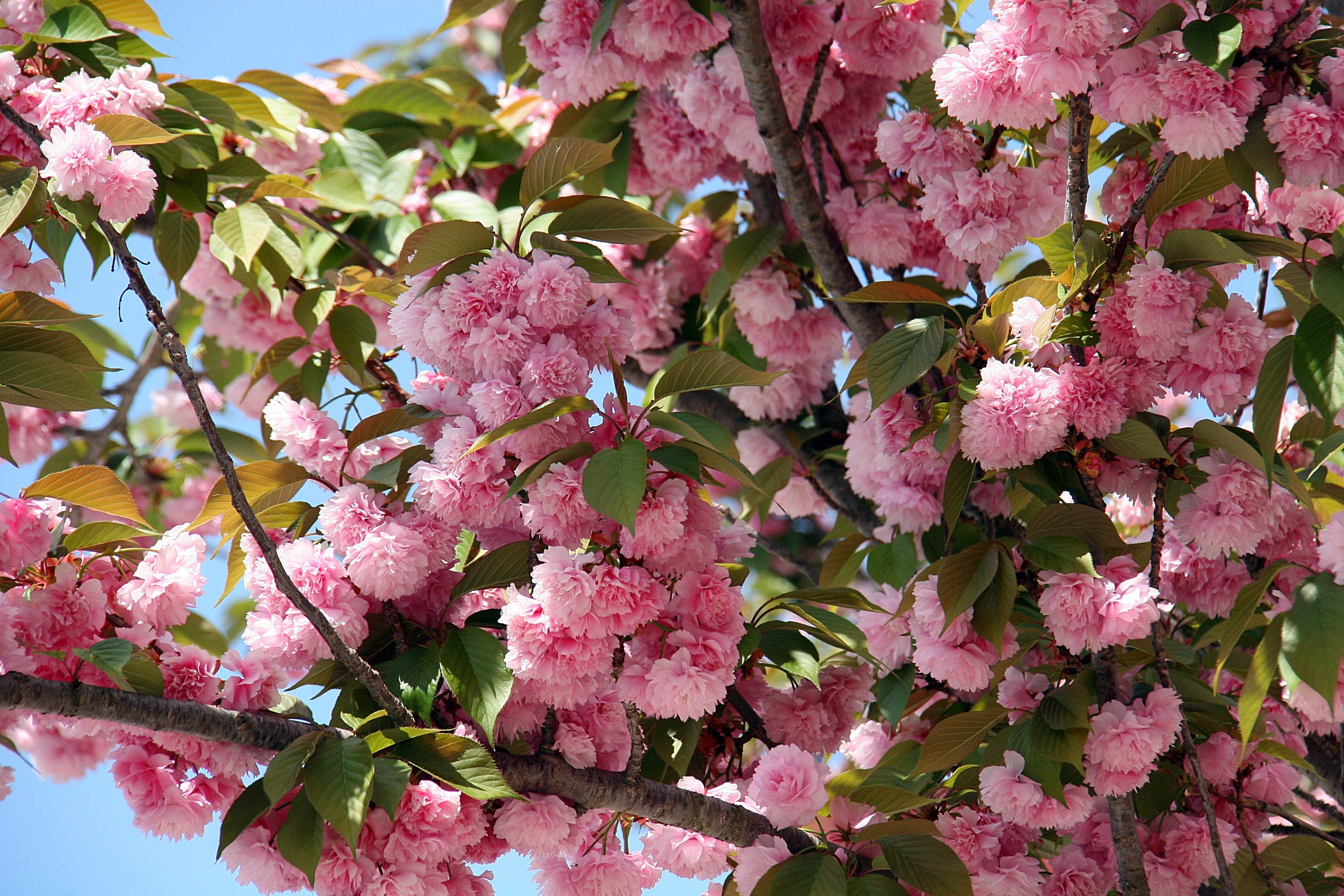 Розовые цветущие кустарники весной
