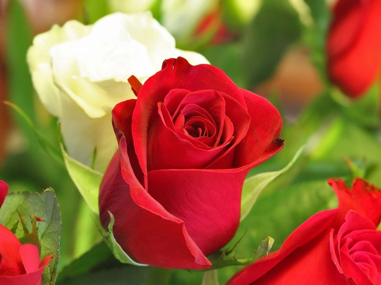 красные розы фото красивые